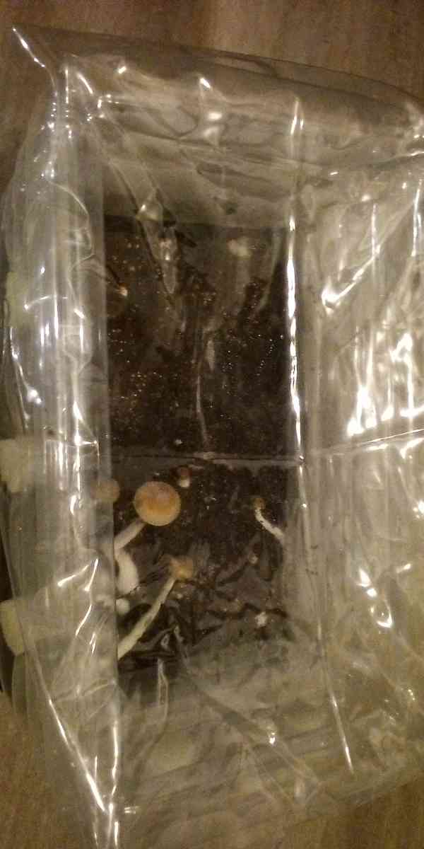 mycology equipment make offer - Gravel Switch, Kentucky - FleaMarketBay