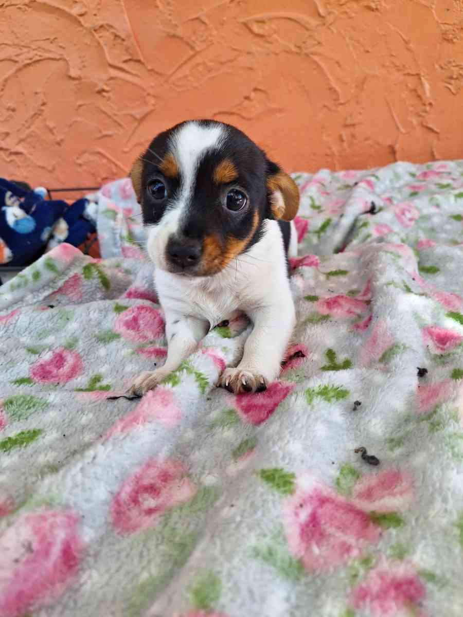 cachorros Yorkis Mix Chiguagua - Arcadia, Florida - FleaMarketBay
