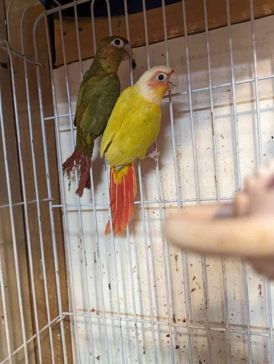 cages and birds - East Elmhurst, New York - FleaMarketBay