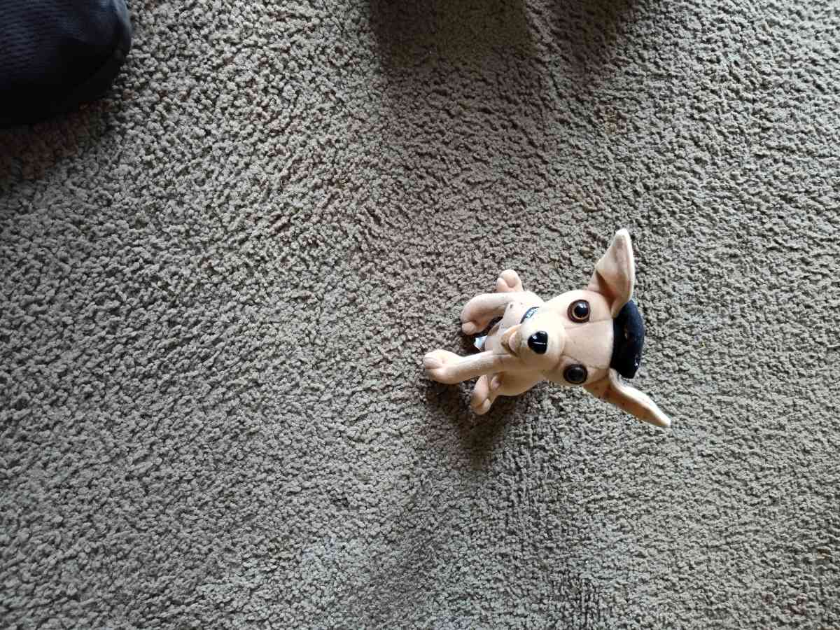 Taco dog for sale - Afton, Wyoming - FleaMarketBay