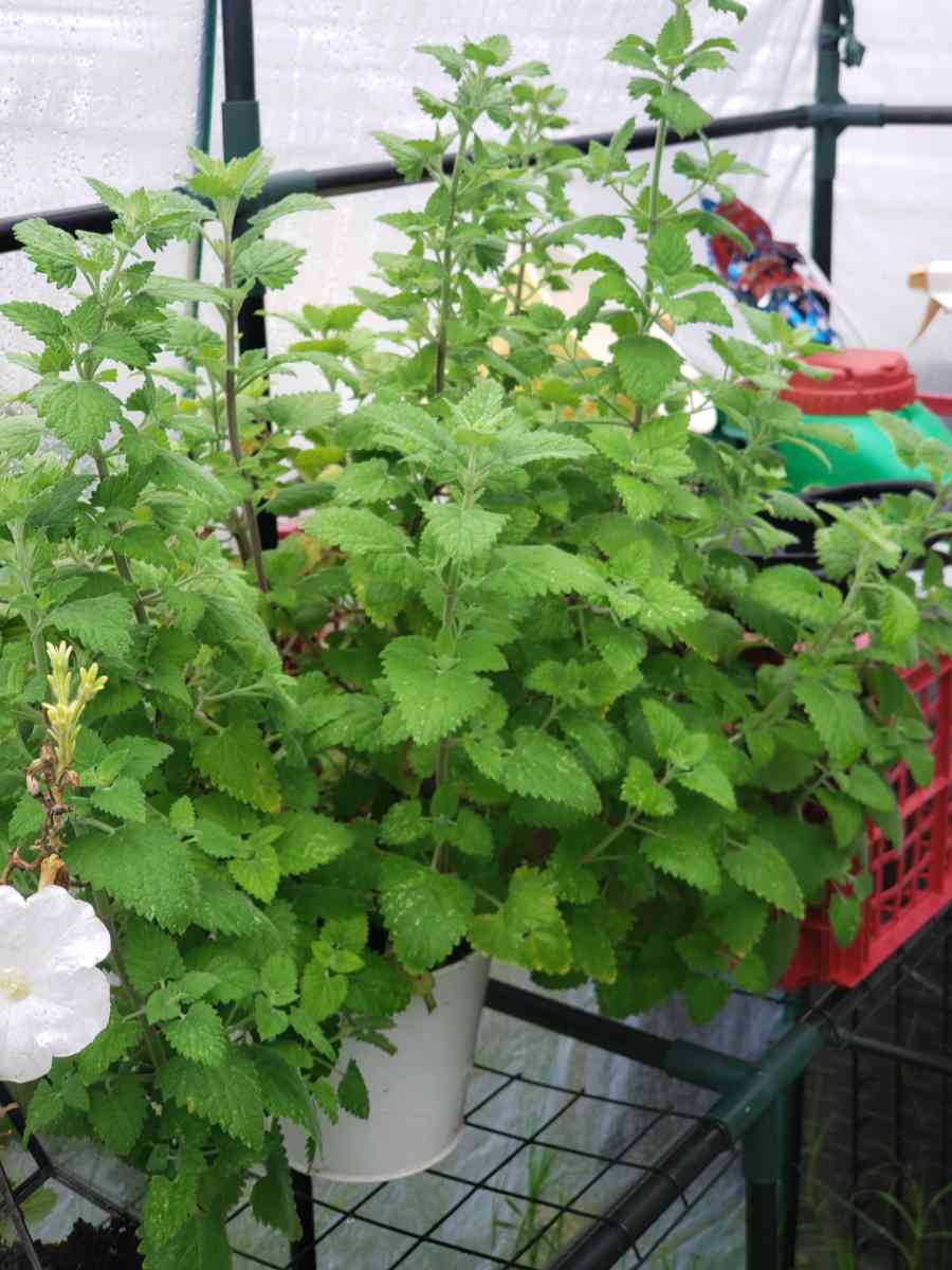 crochet cattoy mouse - Rutherford, Tennessee - FleaMarketBay