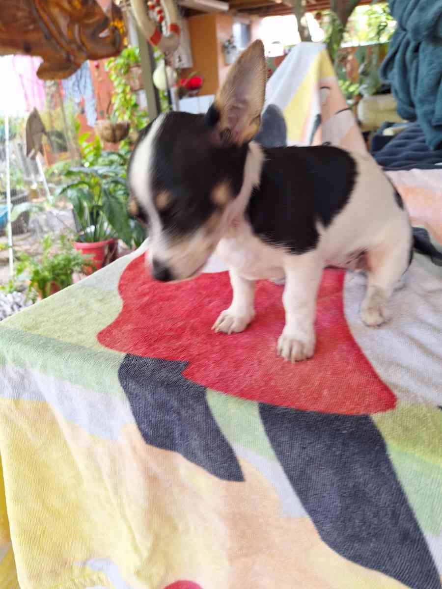 Chiguagua hembra - Hialeah, Florida - FleaMarketBay