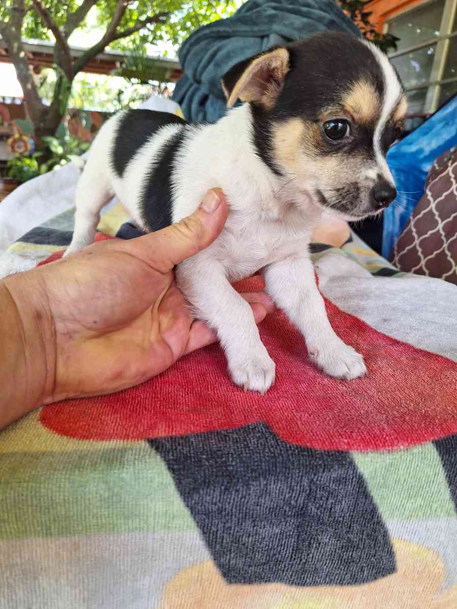 cachorros Yorkis Mix Chiguagua - Hialeah, Florida - FleaMarketBay