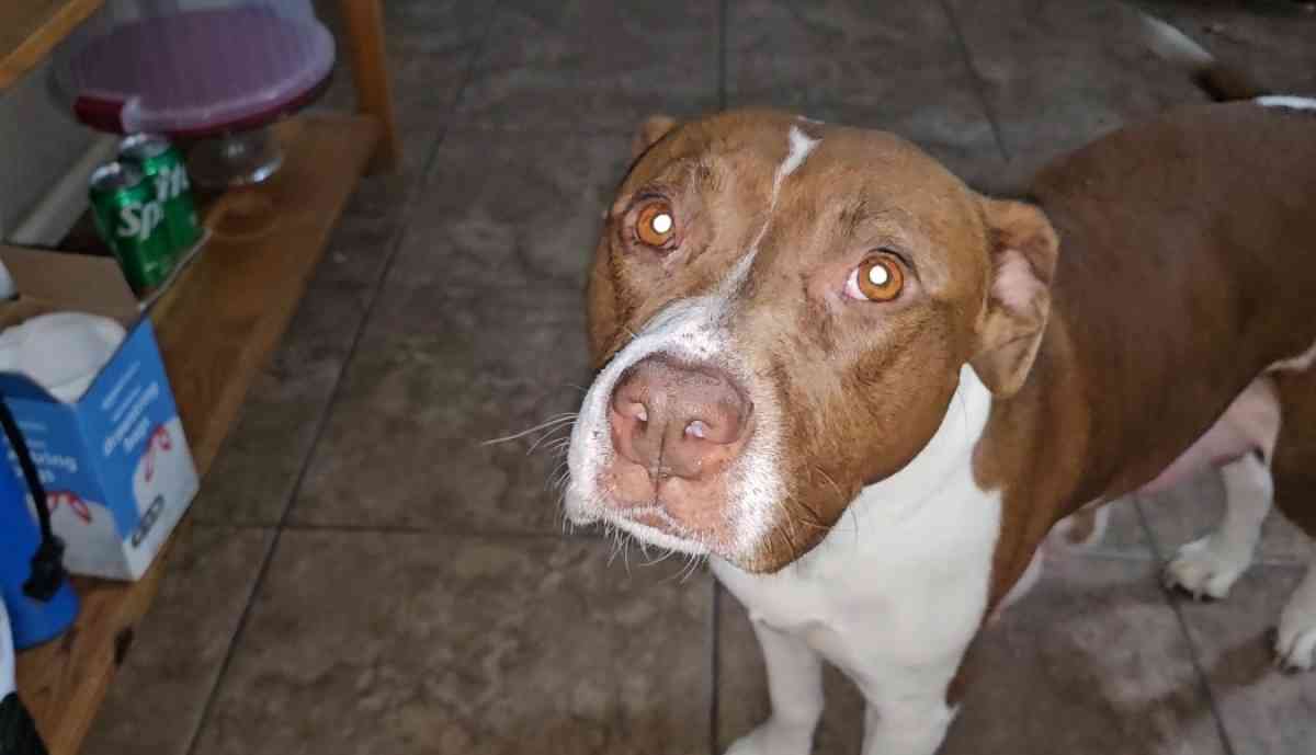 pitbull puppies full blood parents on site - Fort Worth, Texas - FleaMarketBay