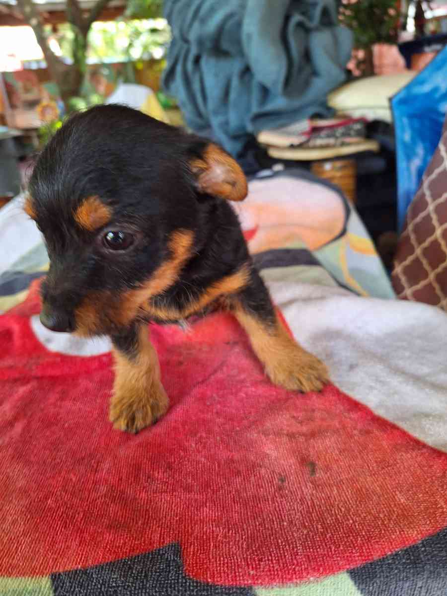 cachorros Yorkis Mix Chiguagua - Hialeah, Florida - FleaMarketBay