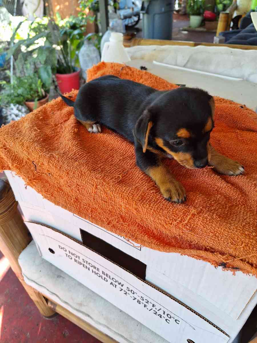 cachorros Yorkis Mix Chiguagua - Arcadia, Florida - FleaMarketBay