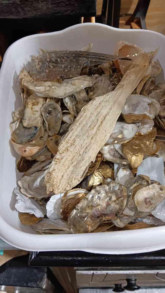 Seashells for crafts or jewelry - Bradley, South Carolina - FleaMarketBay