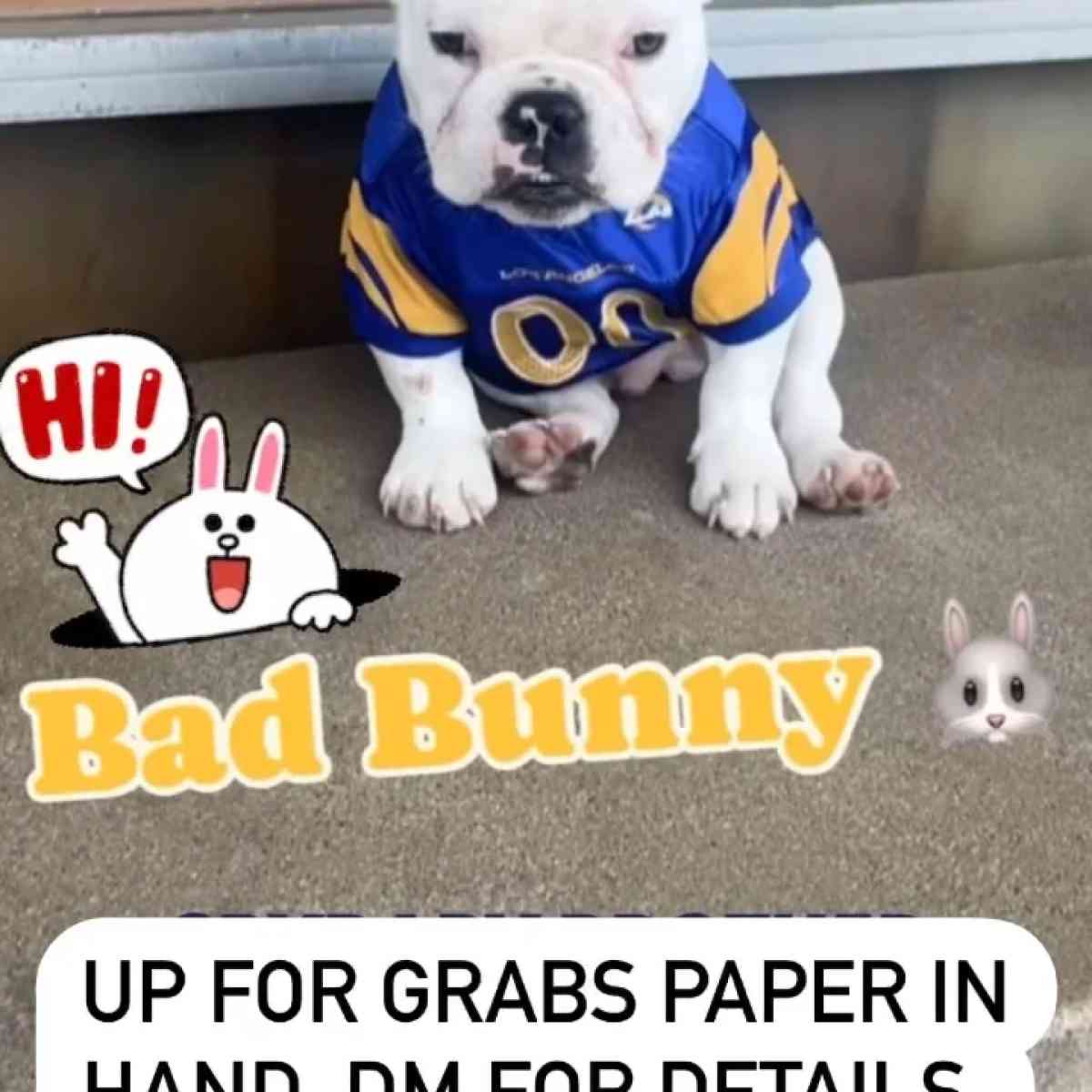 Exotic Bully - Portland, Oregon - FleaMarketBay