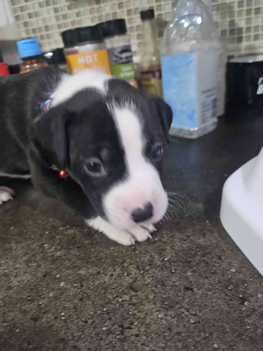 pitbull puppies full blood parents on site - Fort Worth, Texas