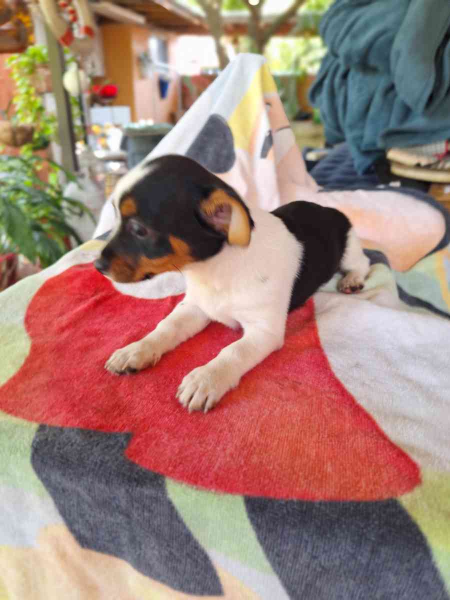 Chiguagua hembra - Hialeah, Florida - FleaMarketBay