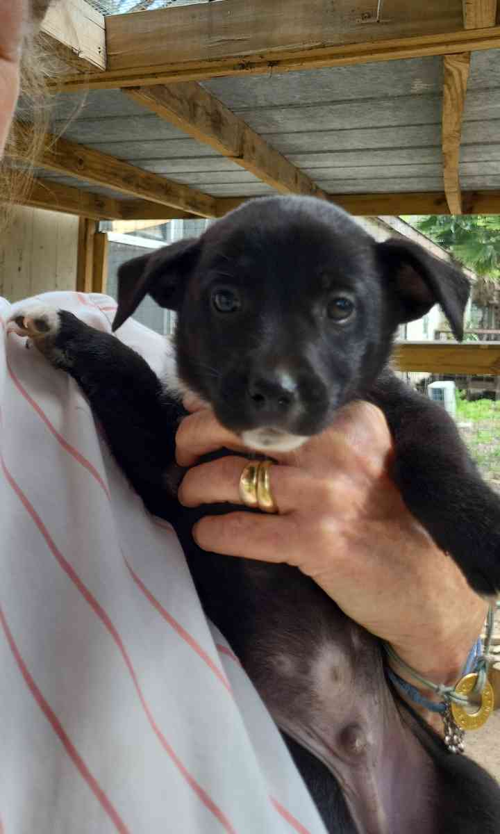 Puppies German Shepherd Mix - Brownsville, Texas - FleaMarketBay