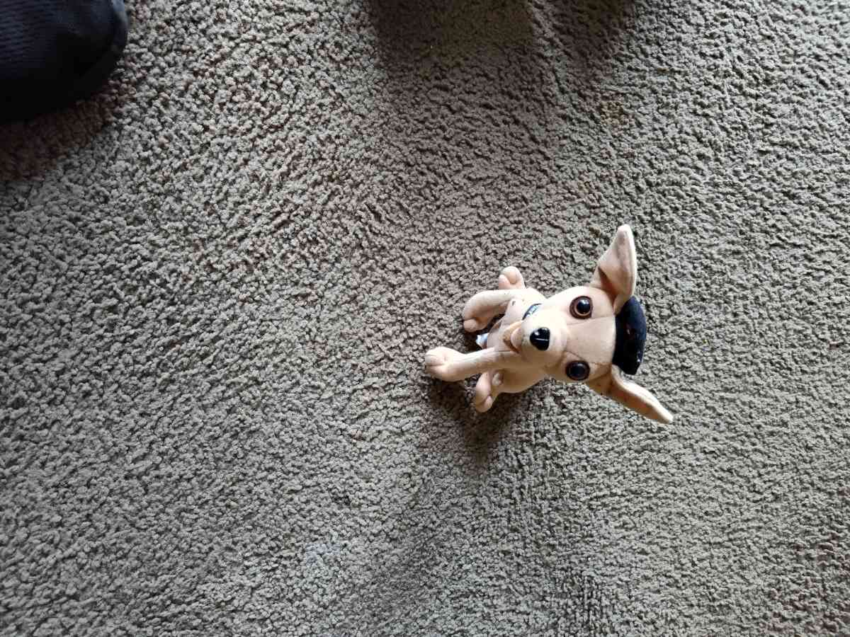 Taco dog for sale - Afton, Wyoming - FleaMarketBay