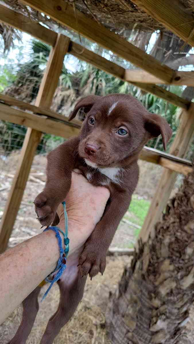 Puppies German Shepherd Mix - Brownsville, Texas - FleaMarketBay
