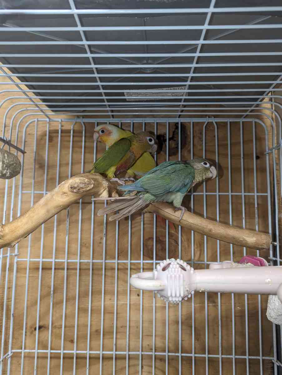 cages and birds - East Elmhurst, New York - FleaMarketBay