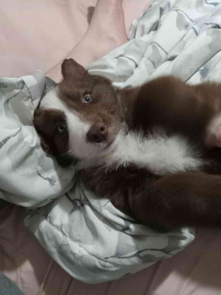 Australian shepherd - Dalton, Georgia - FleaMarketBay