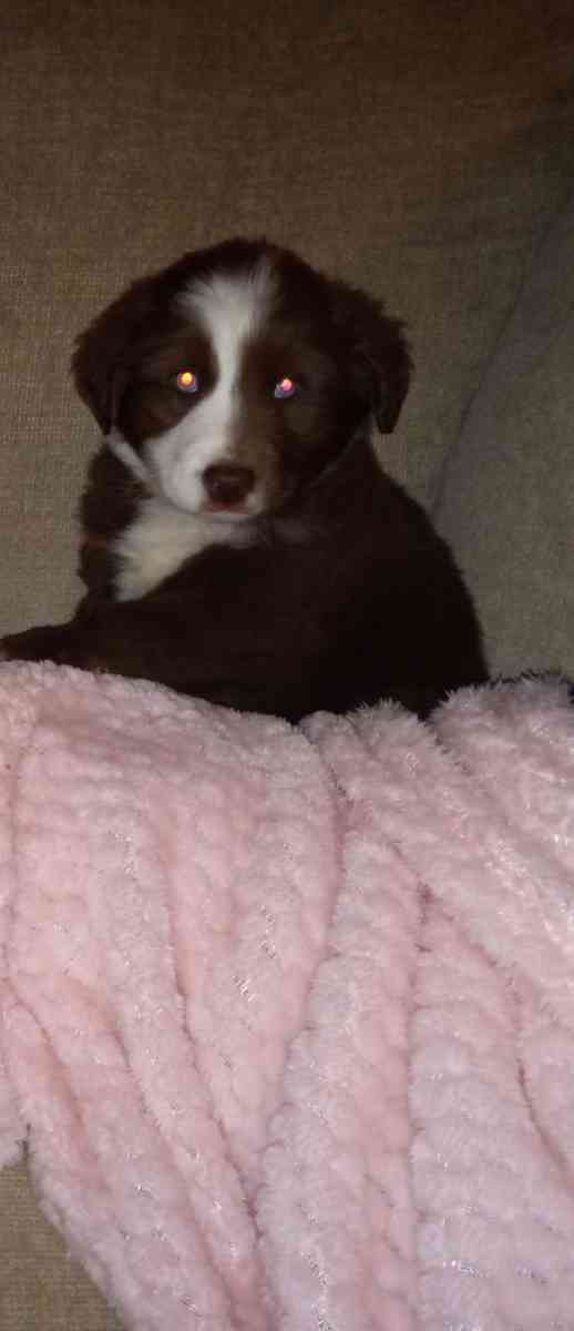 Australian shepherd - Dalton, Georgia - FleaMarketBay