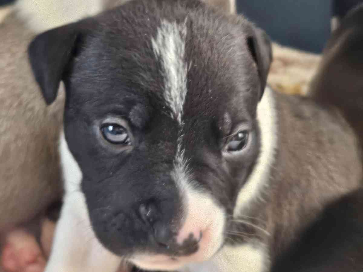 pitbull puppies full blood parents on site - Fort Worth, Texas - FleaMarketBay