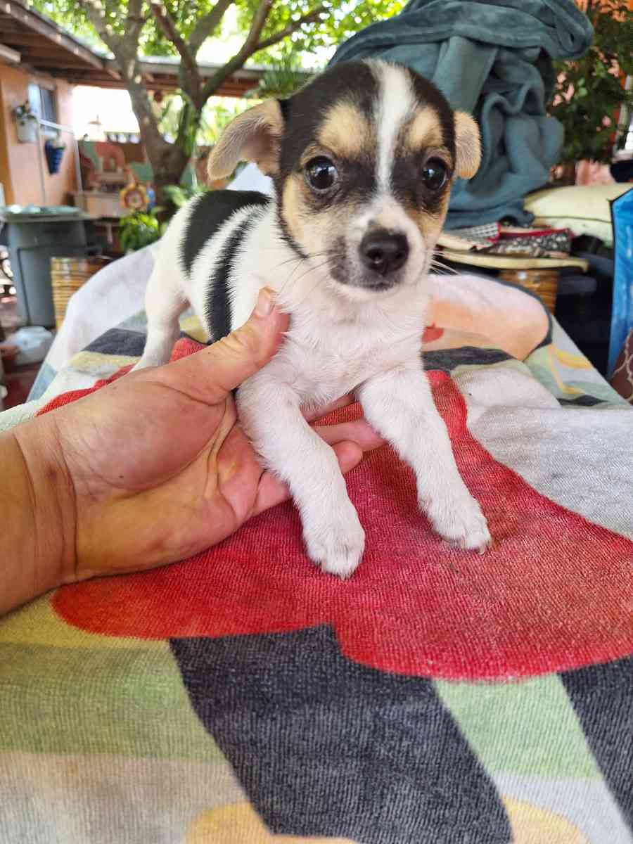 Chiguagua hembra - Hialeah, Florida