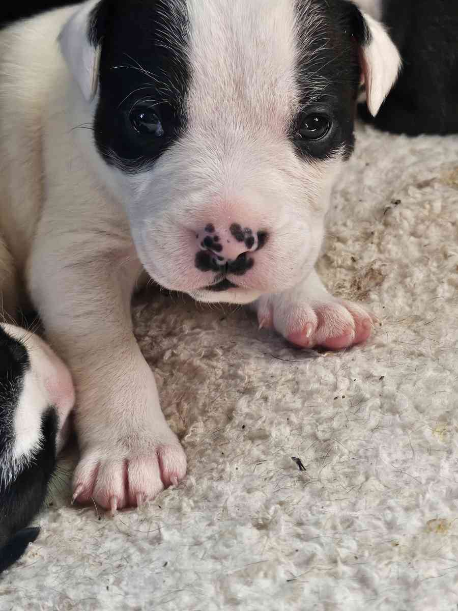 pitbull puppies full blood parents on site - Fort Worth, Texas - FleaMarketBay