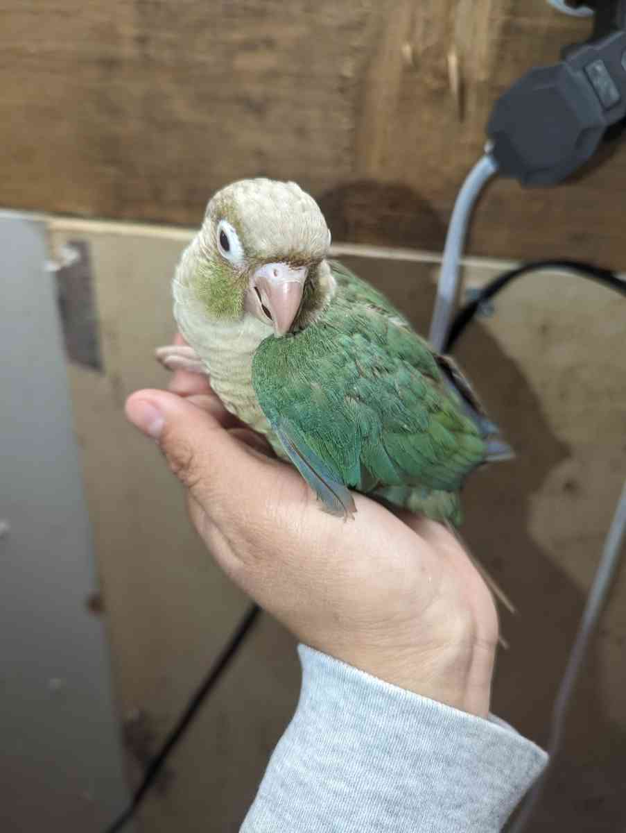 cages and birds - East Elmhurst, New York