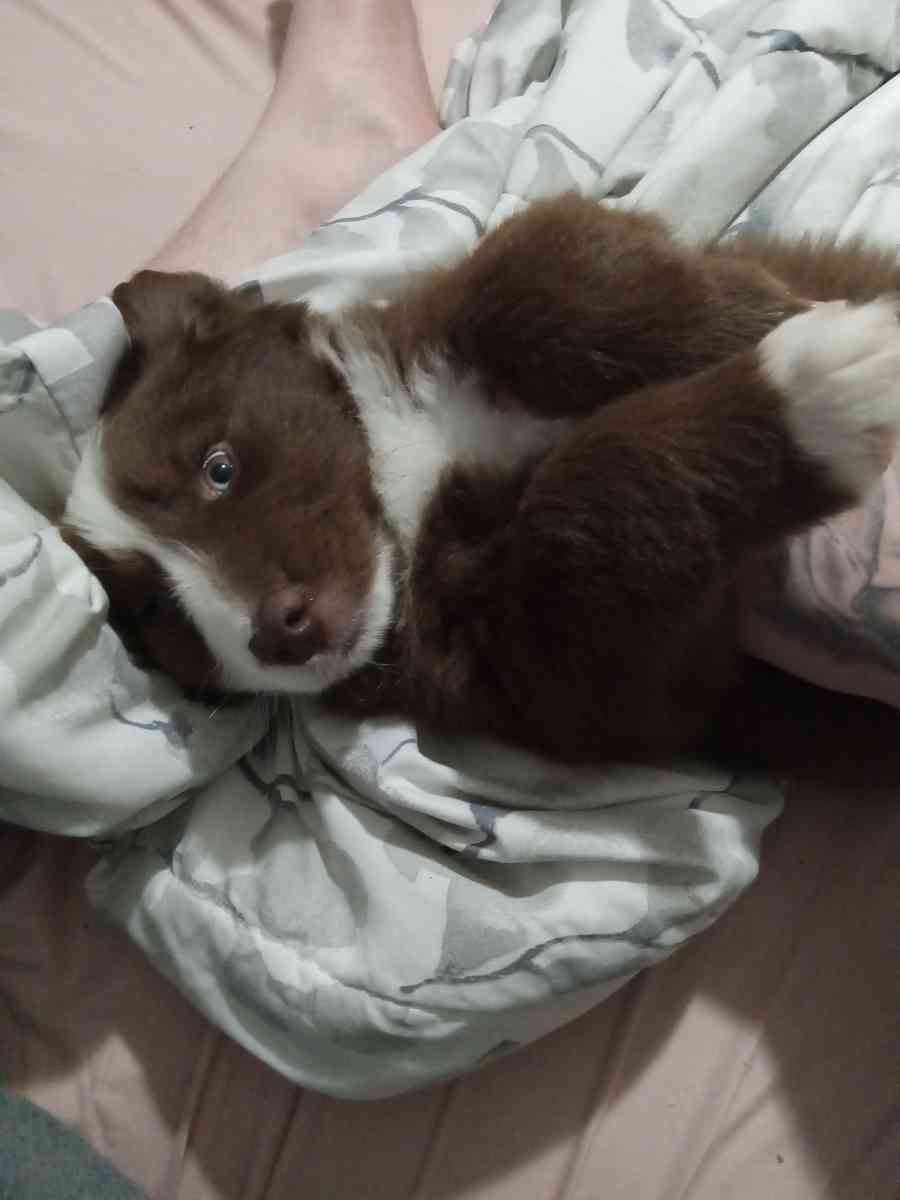 Australian shepherd - Dalton, Georgia - FleaMarketBay