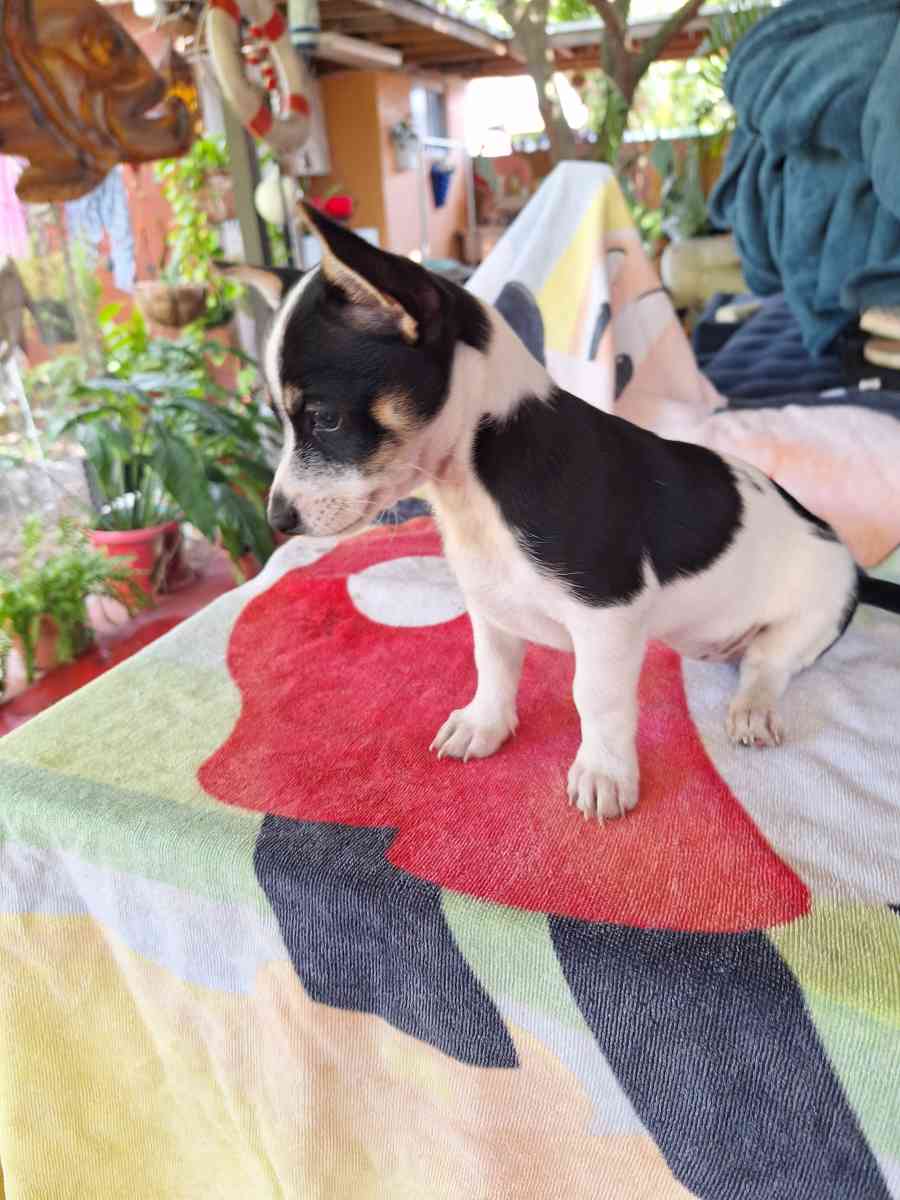 cachorros Yorkis Mix Chiguagua - Hialeah, Florida - FleaMarketBay