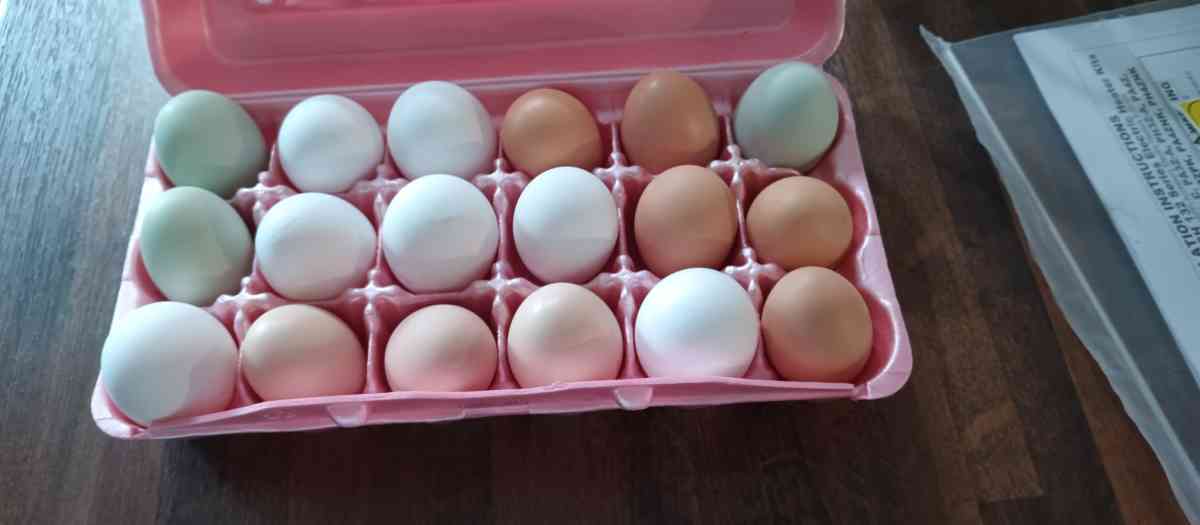 fresh eggs free range chicken eggs message me for address - Archer, Florida - FleaMarketBay