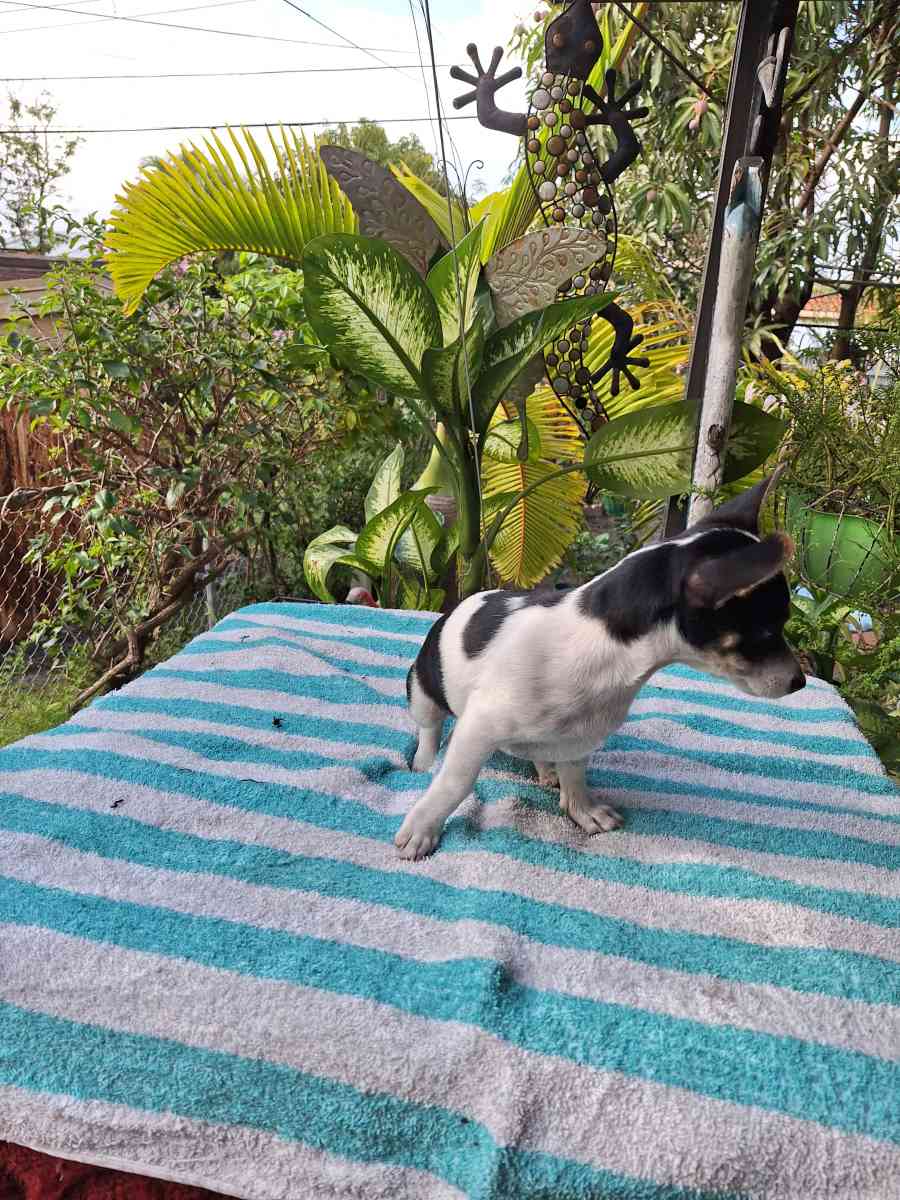 Chiguagua hembra cariosa - Hialeah, Florida - FleaMarketBay