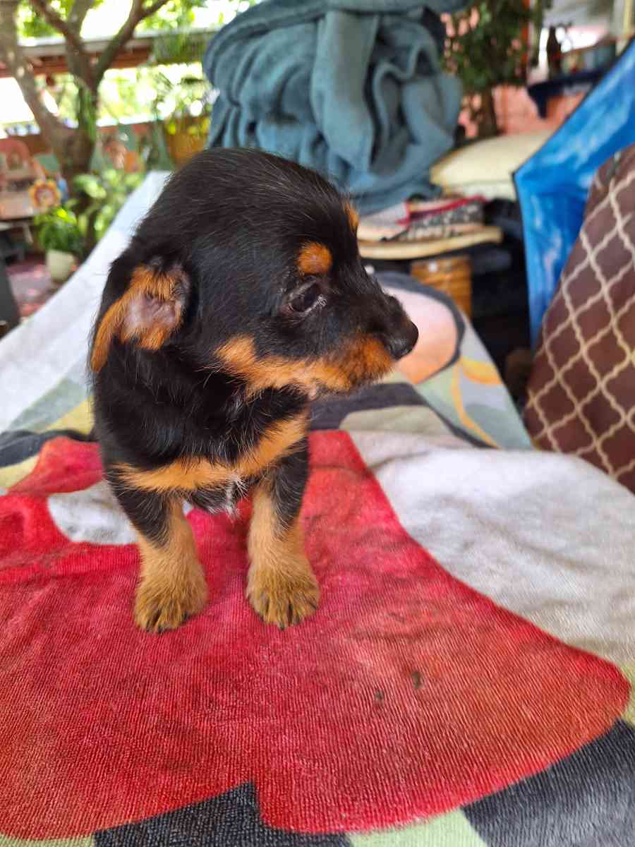 cachorros Yorkis Mix Chiguagua - Hialeah, Florida
