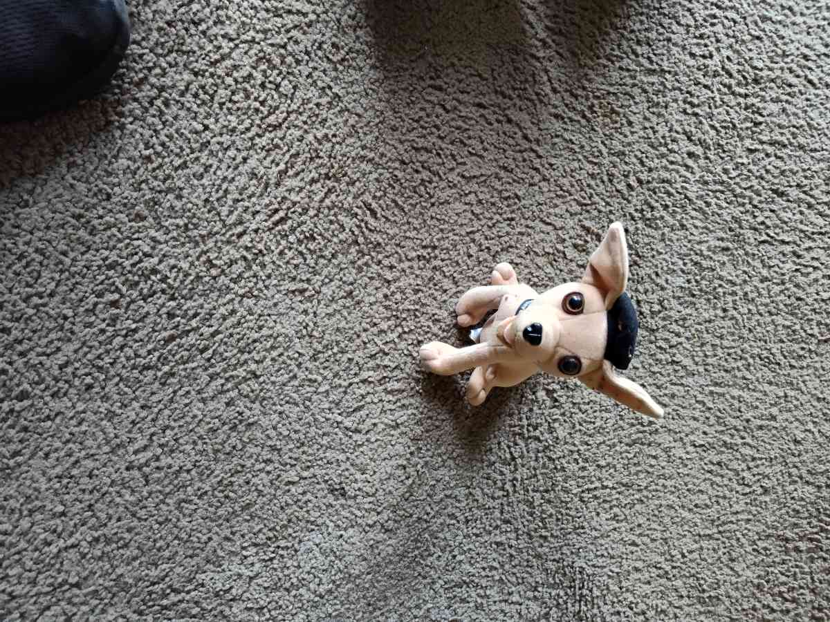 Taco dog for sale - Afton, Wyoming - FleaMarketBay