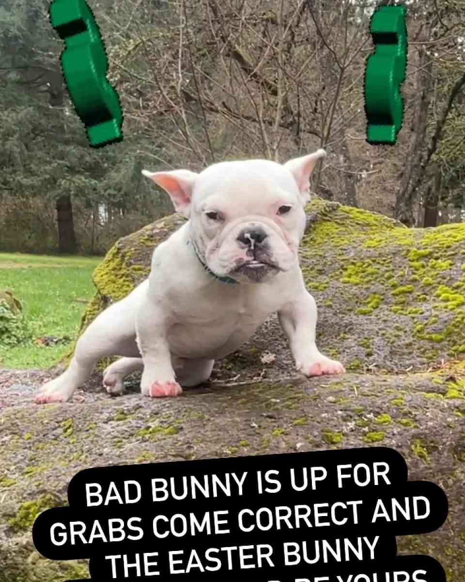 Exotic Bully - Portland, Oregon - FleaMarketBay