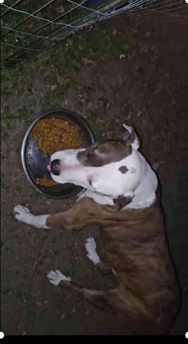 pitbull puppies full blood parents on site - Fort Worth, Texas - FleaMarketBay