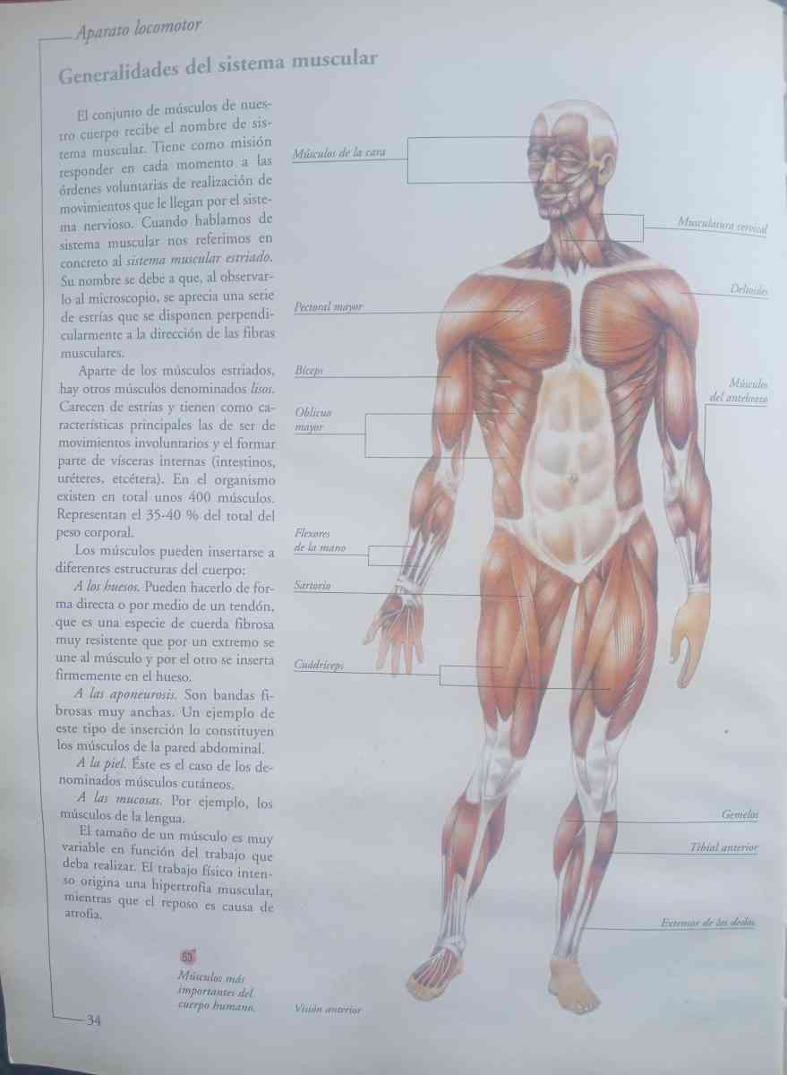 sobador quiroprctico estamos ubicados en Los ngeles Californ - Los Angeles, California
