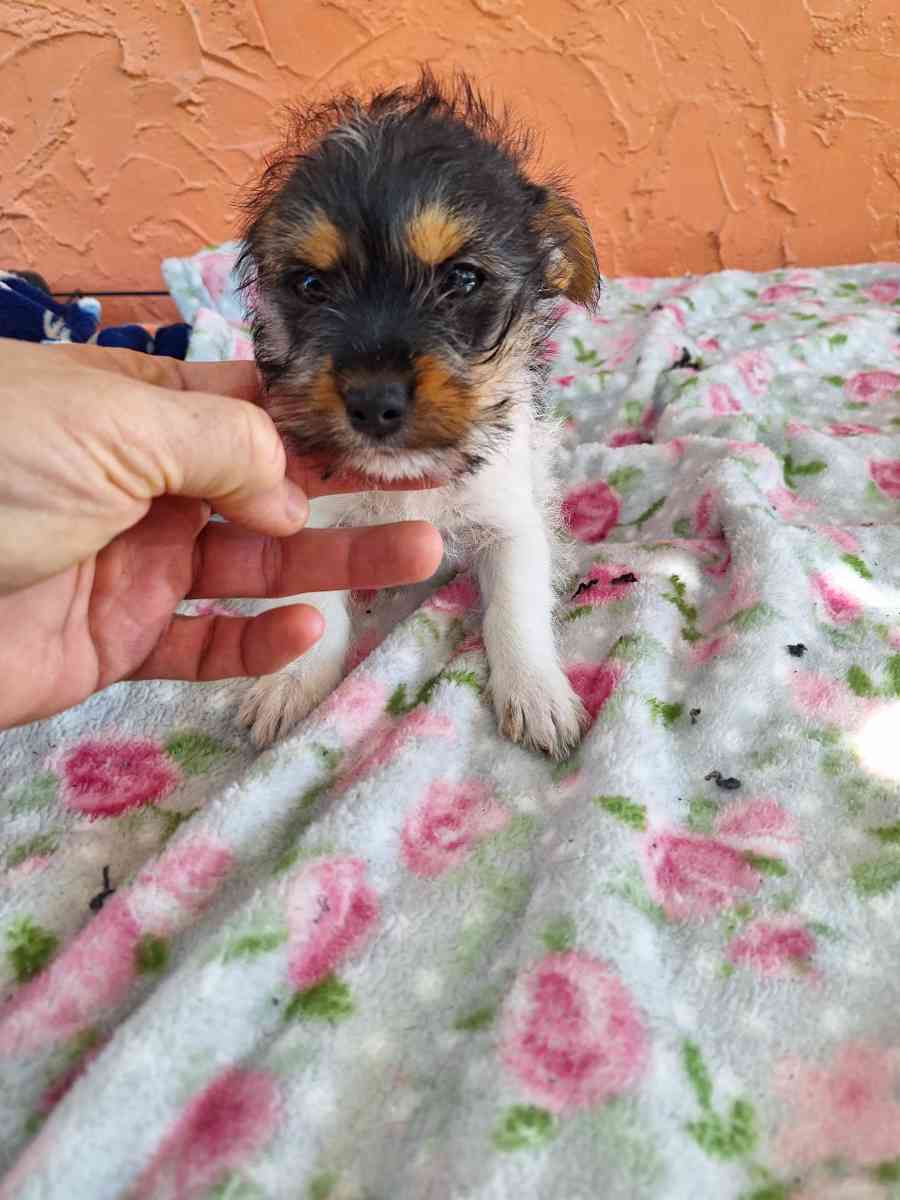 cachorros Yorkis Mix Chiguagua - Arcadia, Florida - FleaMarketBay