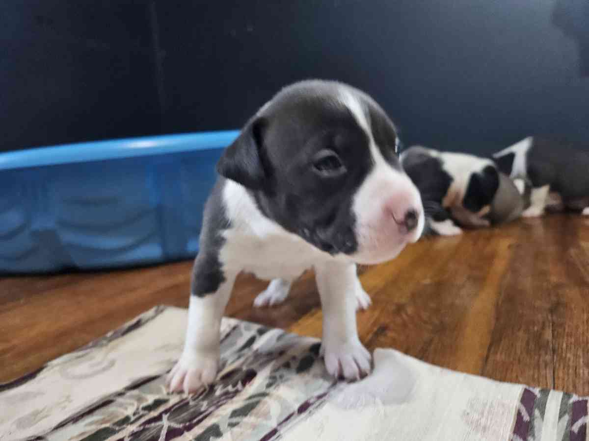 pitbull puppies full blood parents on site - Fort Worth, Texas - FleaMarketBay