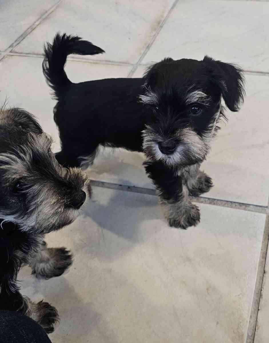 mini schnauzers - Miami, Florida - FleaMarketBay