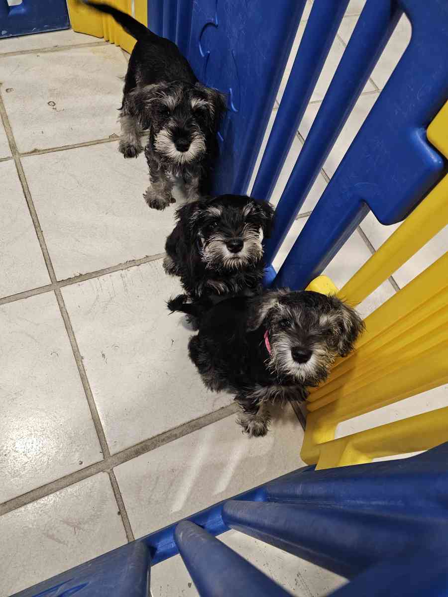 mini schnauzer - Miami, Florida