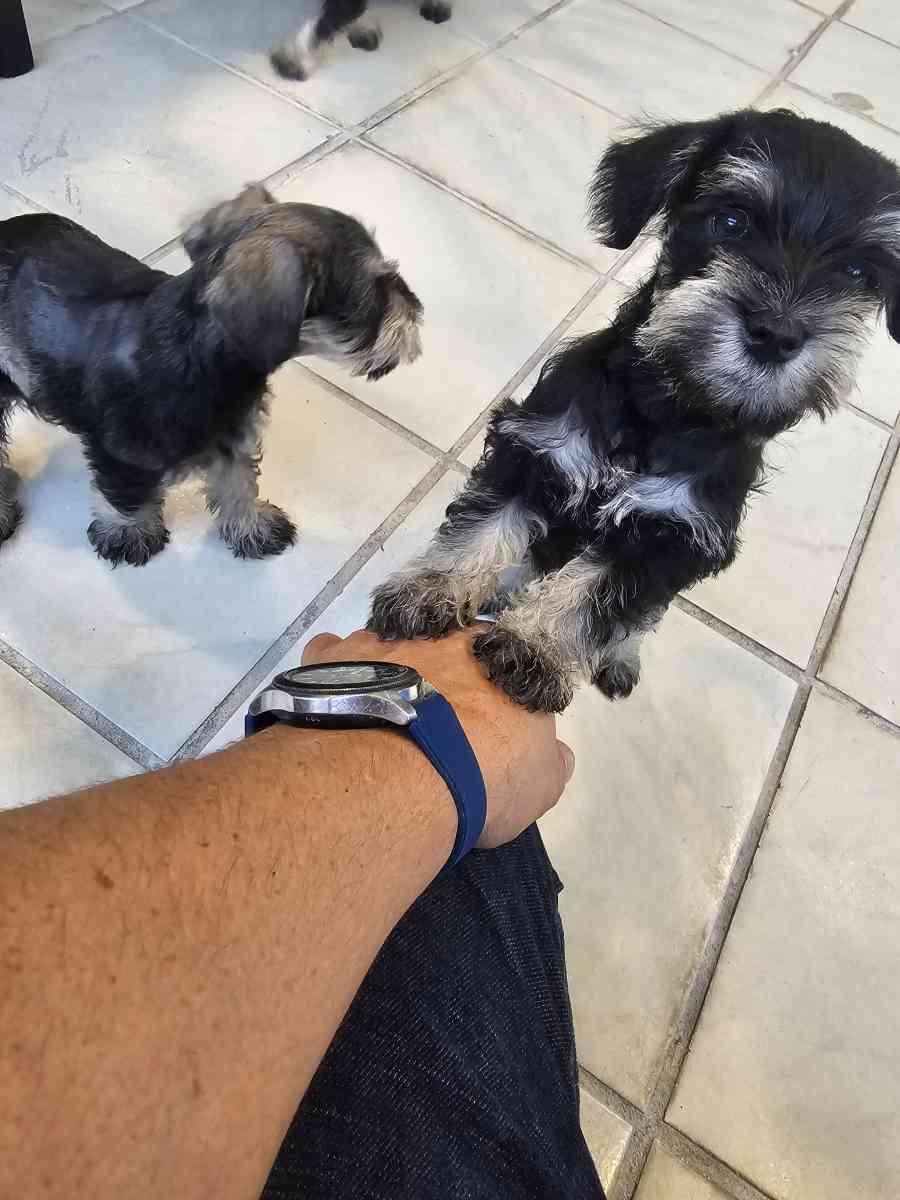 mini schnauzers - Miami, Florida - FleaMarketBay