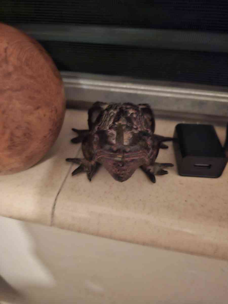 very beautiful vases - Alicia, Arkansas - FleaMarketBay