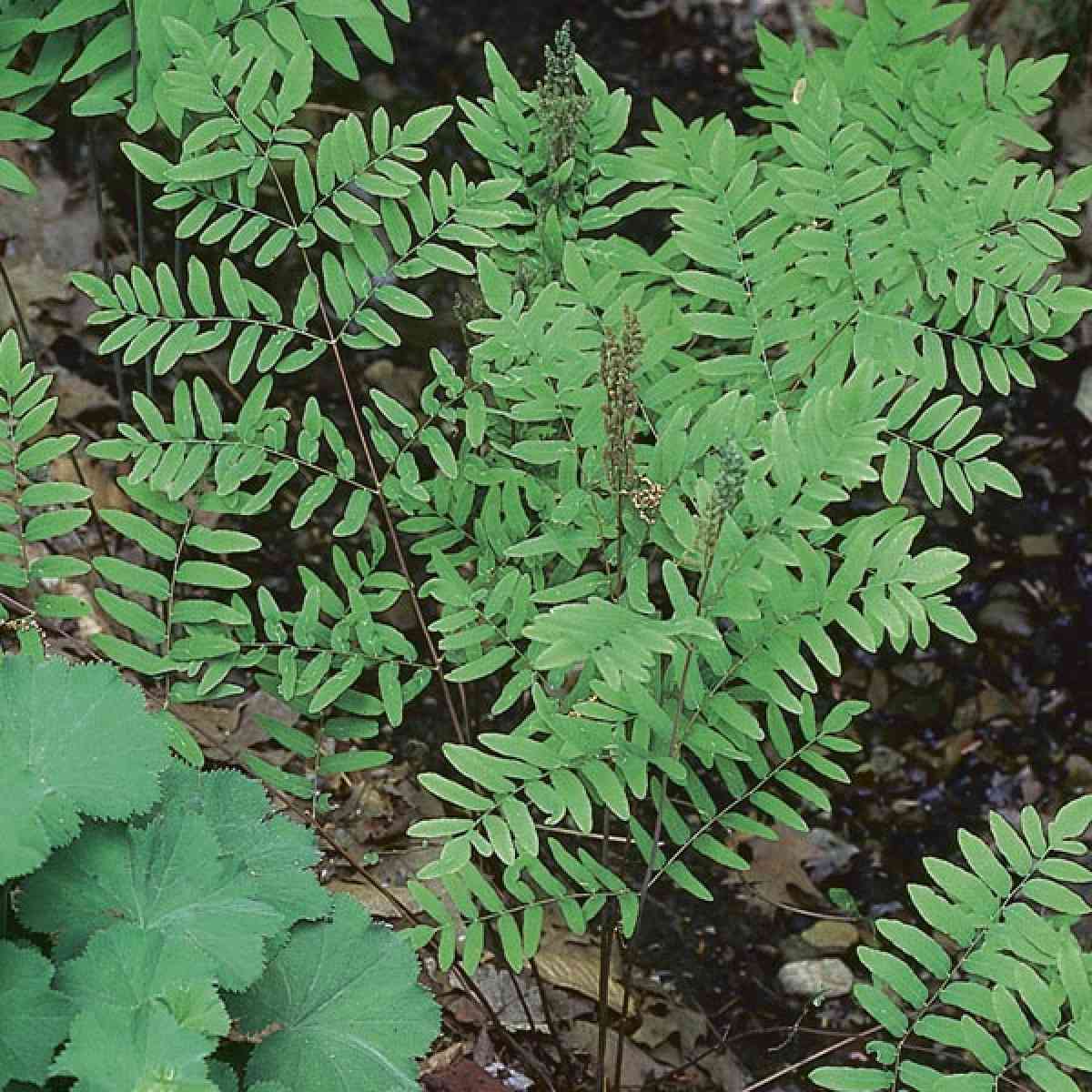 5 royal ferns - Palmer, Tennessee