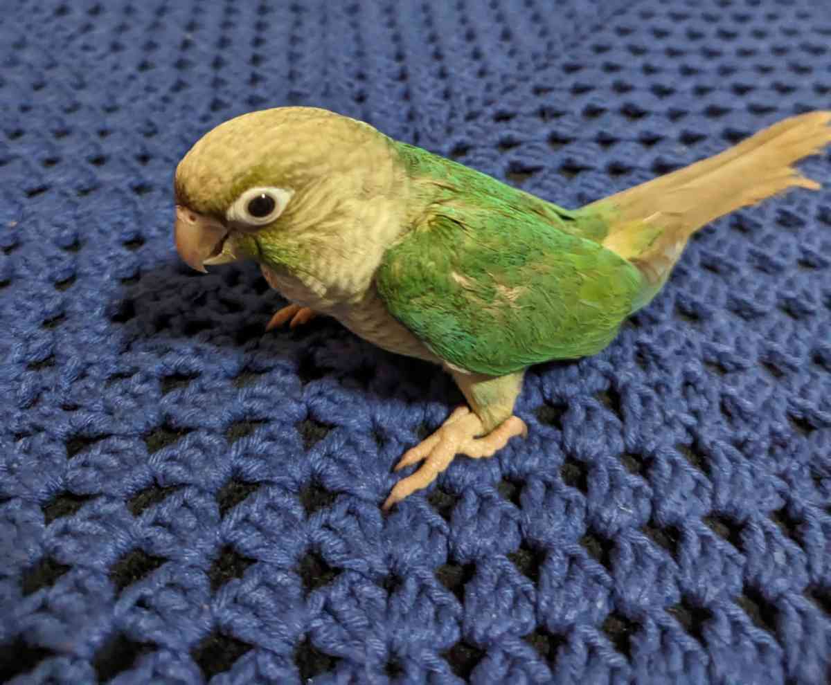 birds and cage - Astoria, New York