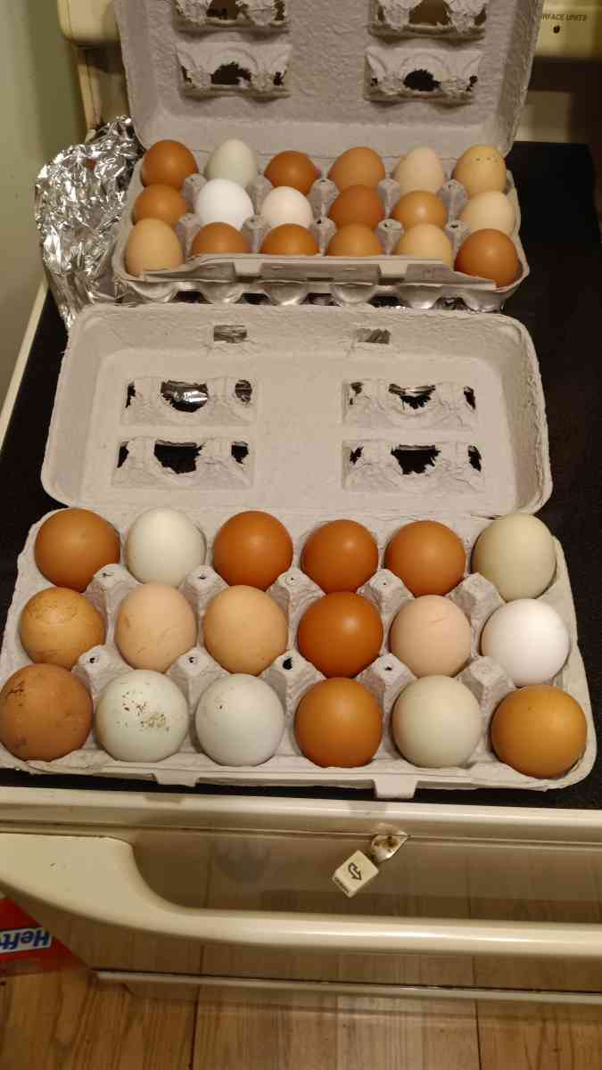 fresh eggs - Berryville, Virginia - FleaMarketBay