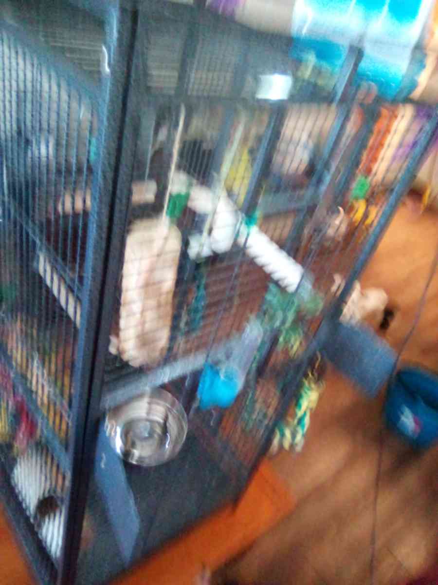 bird cage - Baltimore, Maryland - FleaMarketBay