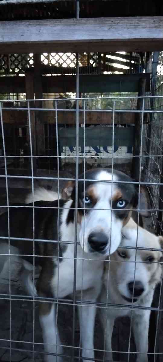 Perros Dciles - Naples, Florida - FleaMarketBay