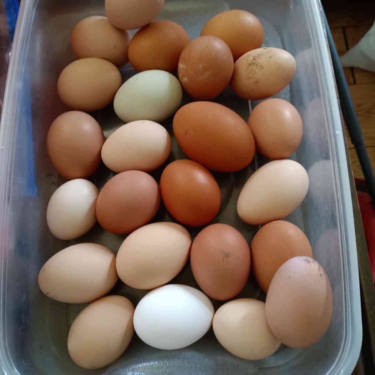 fresh eggs - Berryville, Virginia