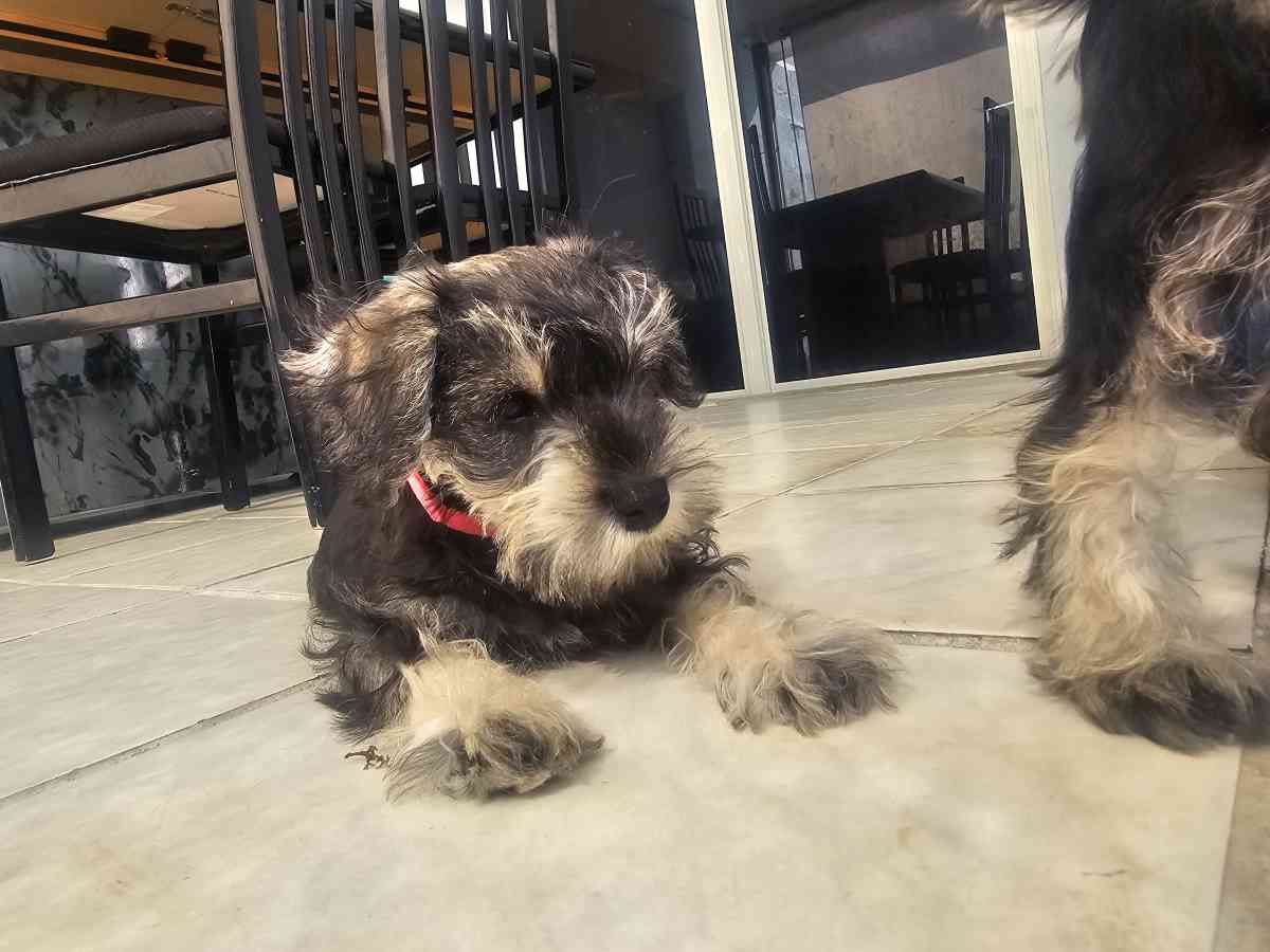 mini schnauzer - Miami, Florida - FleaMarketBay