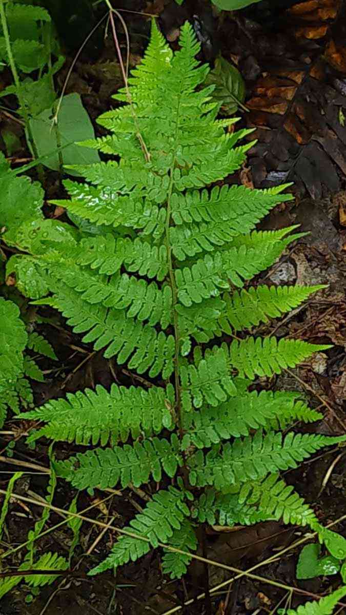 5 lady ferns - Palmer, Tennessee