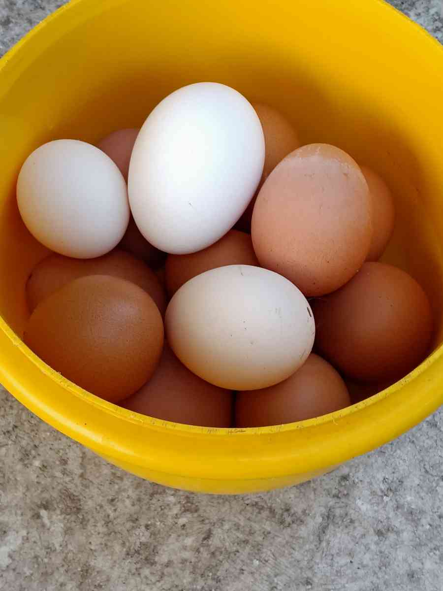 fresh eggs - Berryville, Virginia - FleaMarketBay