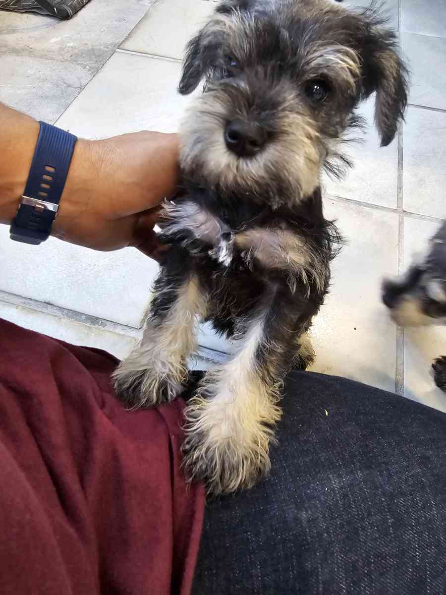 mini schnauzers - Miami, Florida - FleaMarketBay