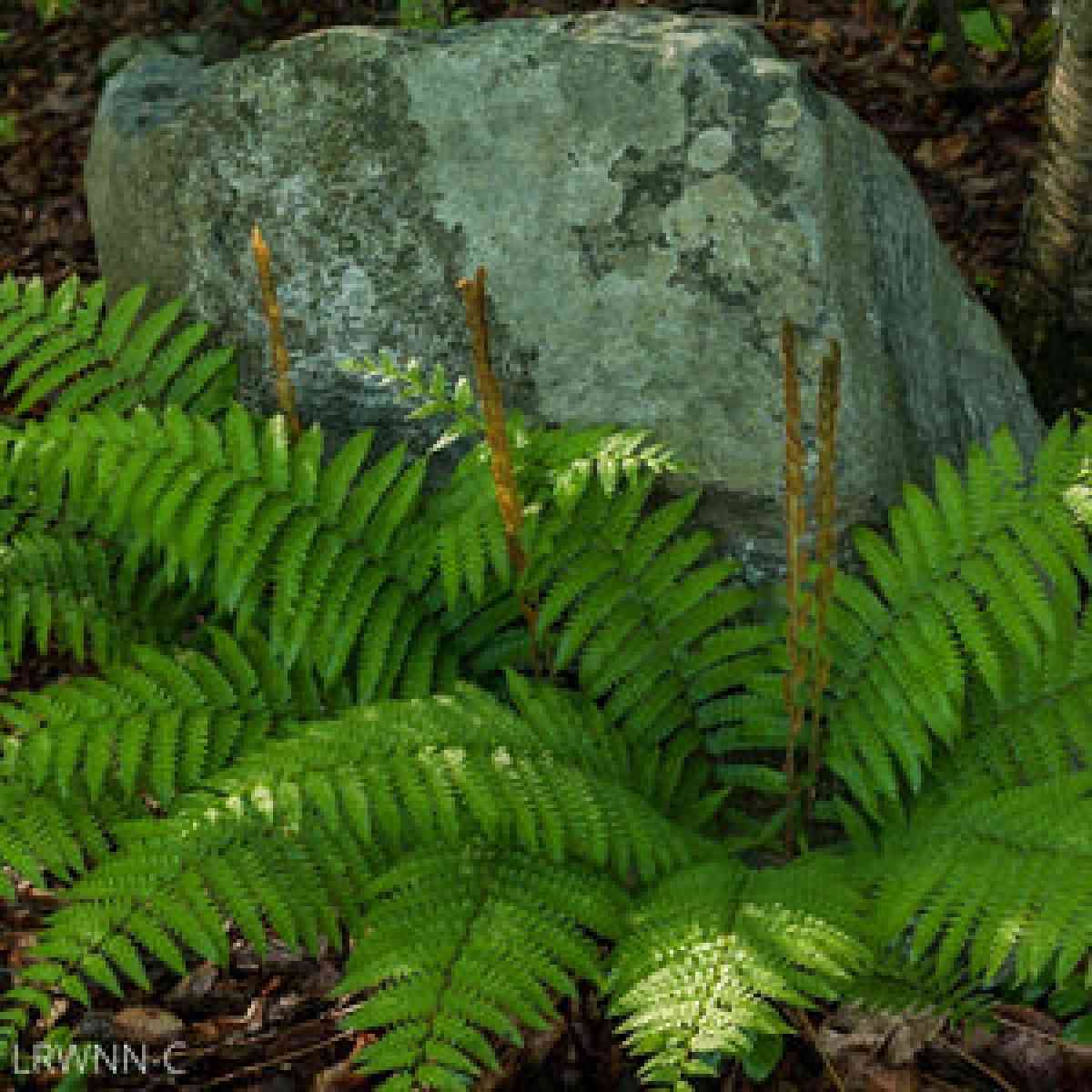 5 cinnamon ferns - Palmer, Tennessee